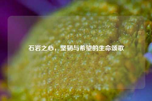 石岩之心，坚韧与希望的生命颂歌