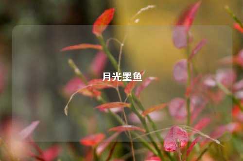 月光墨鱼