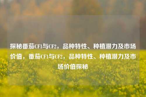 探秘番茄CF1与CF2，品种特性、种植潜力及市场价值，番茄CF1与CF2，品种特性、种植潜力及市场价值探秘